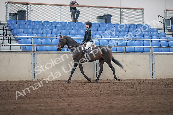2019 Morgan Horse Show - Sept 01, 2019 - 03657
