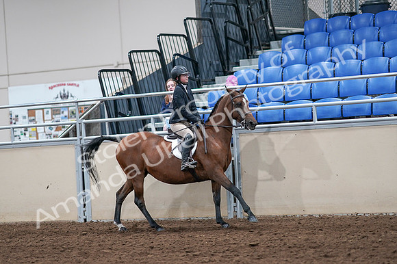 2020 - AB Morgan Horse - Fri, Sept 04 - 02124