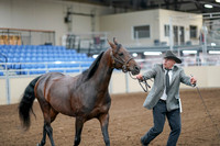 2020 - AB Morgan Horse - Sat, Sept 05 - 00182