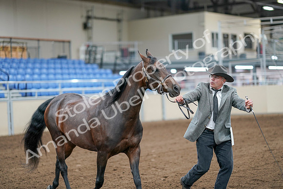 2020 - AB Morgan Horse - Sat, Sept 05 - 00182