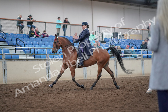 2019 Morgan Horse Show - Aug 31, 2019 - 08467