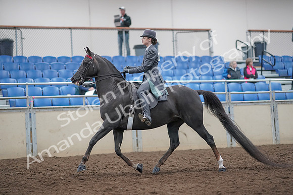 2019 Morgan Horse Show - Aug 31, 2019 - 09273