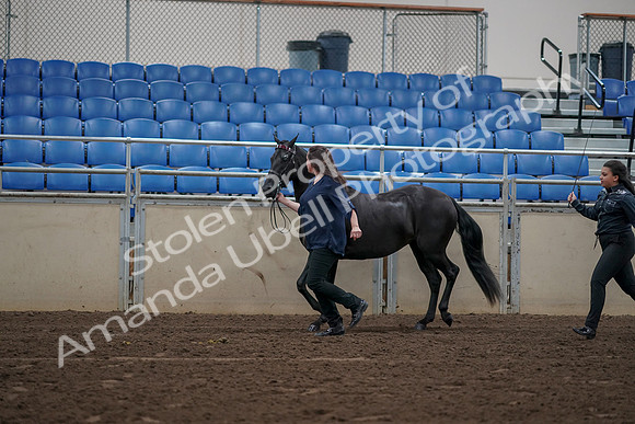 2019 Morgan Horse Show - Aug 31, 2019 - 00503