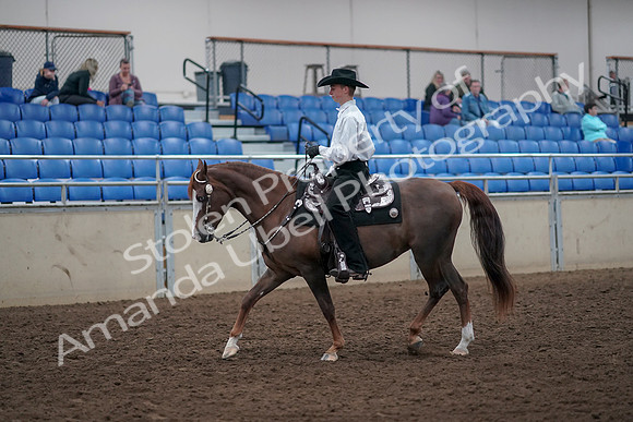 2019 Morgan Horse Show - Aug 31, 2019 - 14101