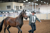 2020 - AB Morgan Horse - Sat, Sept 05 - 00134
