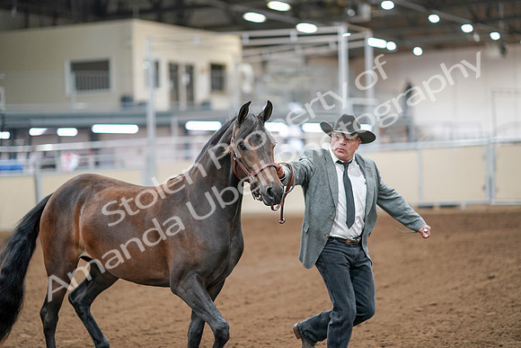 2020 - AB Morgan Horse - Sat, Sept 05 - 00134