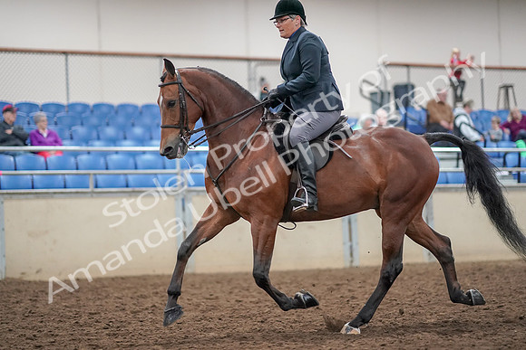 2019 Morgan Horse Show - Aug 30, 2019 - 20472
