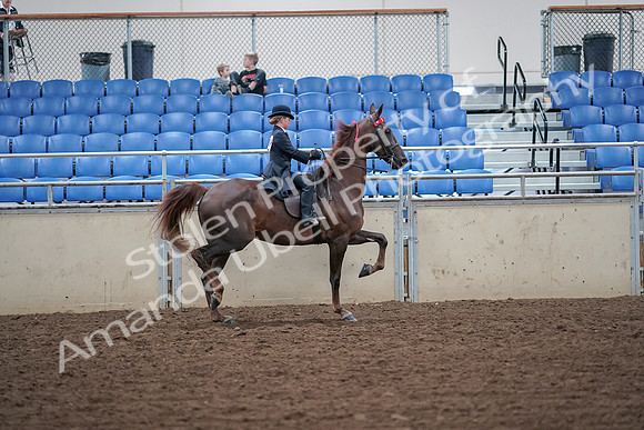 2019 Morgan Horse Show - Aug 30, 2019 - 18155