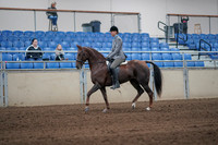 2019 Morgan Horse Show - Sept 01, 2019 - 06219