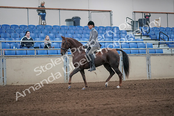 2019 Morgan Horse Show - Sept 01, 2019 - 06219