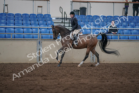 2019 Morgan Horse Show - Sept 01, 2019 - 08661