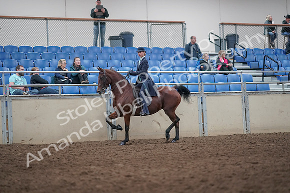 2019 Morgan Horse Show - Aug 31, 2019 - 08585