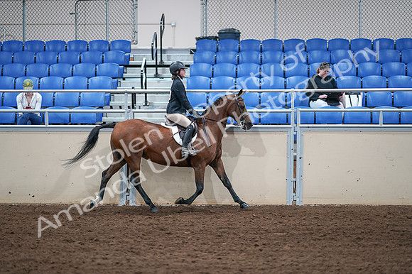 2020 - AB Morgan Horse - Fri, Sept 04 - 02195