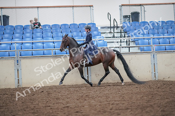 2019 Morgan Horse Show - Aug 30, 2019 - 17878