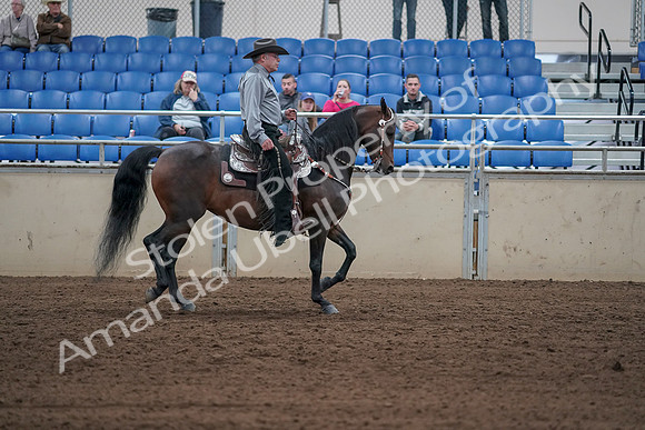 2019 Morgan Horse Show - Sept 01, 2019 - 07084