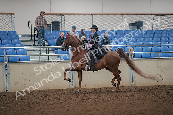 2019 Morgan Horse Show - Aug 30, 2019 - 24974