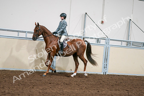 2020 - AB Morgan Horse - Fri, Sept 04 - 03029