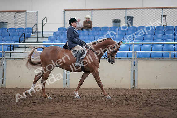 2019 Morgan Horse Show - Sept 01, 2019 - 08800