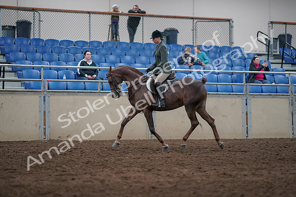 2019 Morgan Horse Show - Sept 01, 2019 - 08618