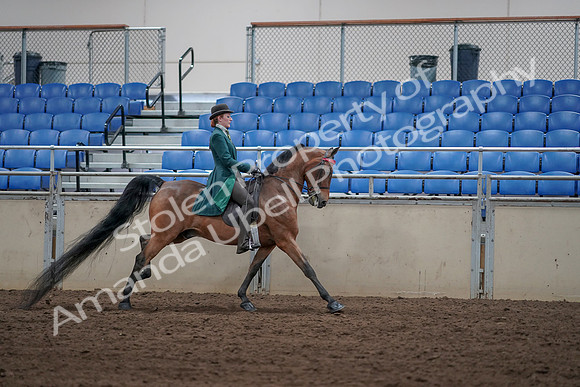 2019 Morgan Horse Show - Sept 01, 2019 - 13415