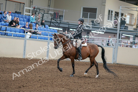 2020 - AB Morgan Horse - Fri, Sept 04 - 05858