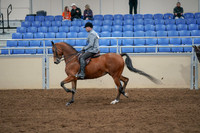 2020 - AB Morgan Horse - Fri, Sept 04 - 10355
