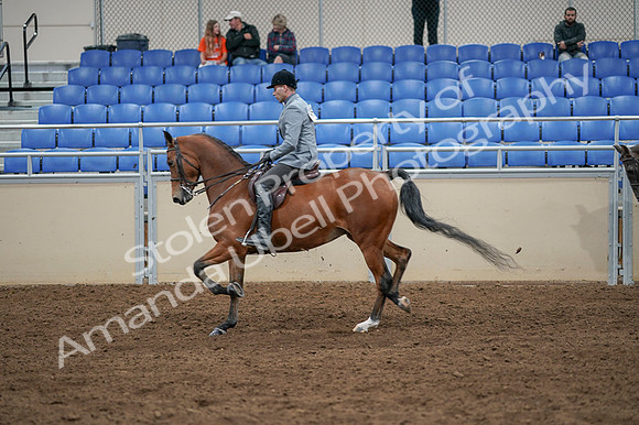 2020 - AB Morgan Horse - Fri, Sept 04 - 10355