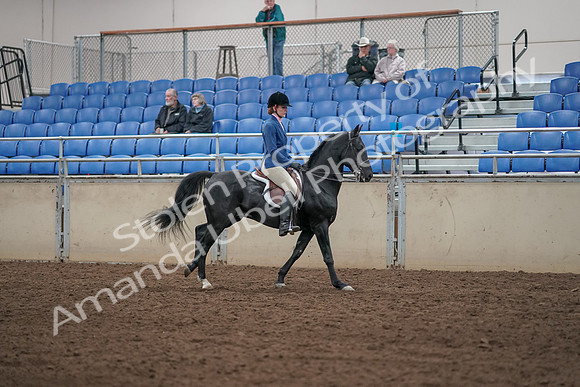 2019 Morgan Horse Show - Aug 31, 2019 - 07515