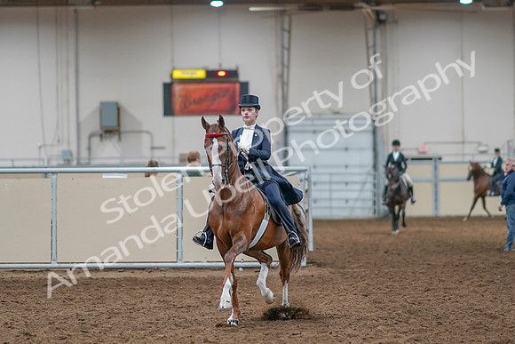 2020 - AB Morgan Horse - Sat, Sept 05 - 11361