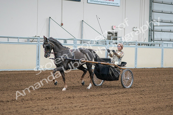 2020 - AB Morgan Horse - Sat, Sept 05 - 05990