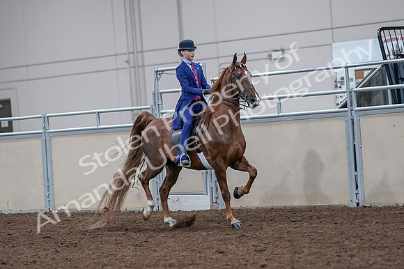 2020 - AB Morgan Horse - Fri, Sept 04 - 05218