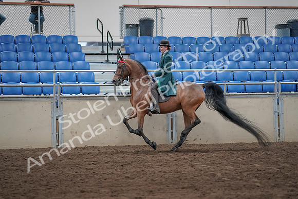 2019 Morgan Horse Show - Sept 01, 2019 - 13276