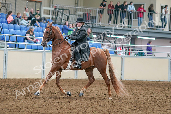 2020 - AB Morgan Horse - Sat, Sept 05 - 07974
