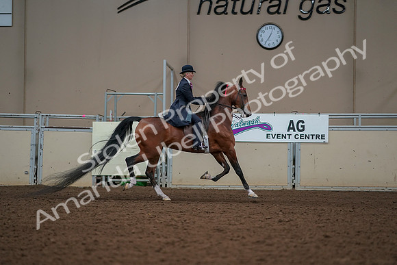 2019 Morgan Horse Show - Aug 30, 2019 - 25226
