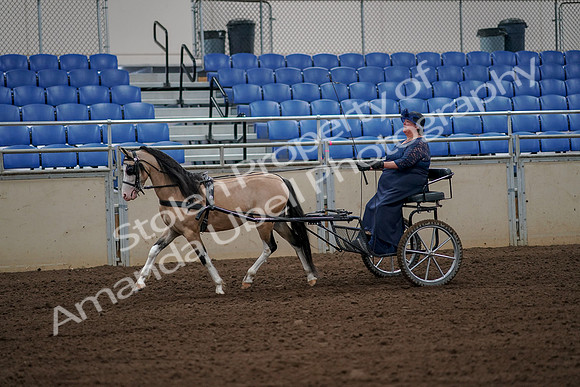2019 Morgan Horse Show - Aug 30, 2019 - 13120