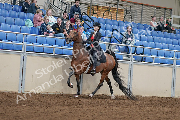 2020 - AB Morgan Horse - Sat, Sept 05 - 06715