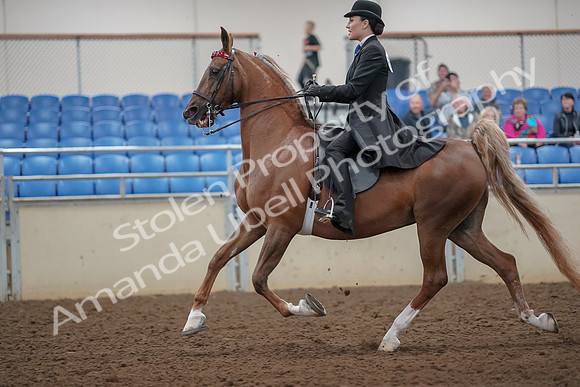 2019 Morgan Horse Show - Aug 30, 2019 - 25091