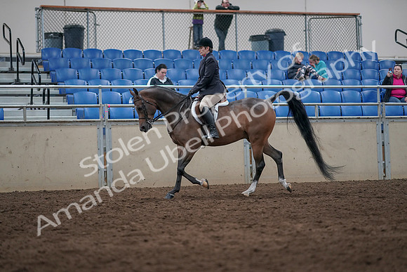 2019 Morgan Horse Show - Sept 01, 2019 - 08584