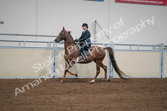 2020 - AB Morgan Horse - Fri, Sept 04 - 07974