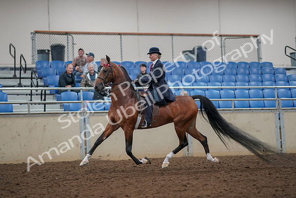2019 Morgan Horse Show - Aug 30, 2019 - 25029