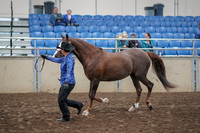 2019 Morgan Horse Show - Aug 31, 2019 - 02913