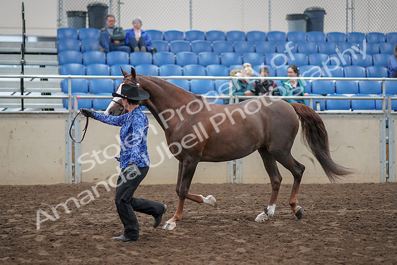 2019 Morgan Horse Show - Aug 31, 2019 - 02913