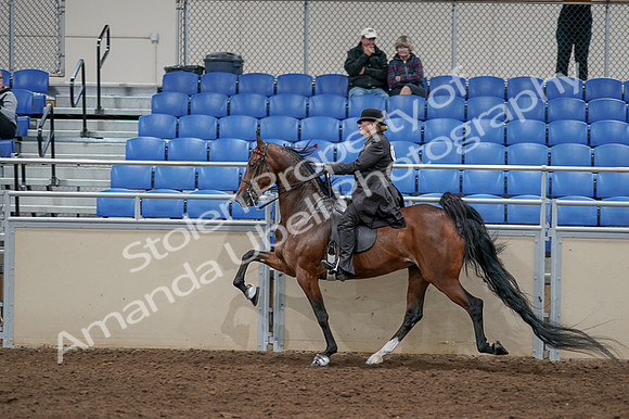 2020 - AB Morgan Horse - Fri, Sept 04 - 09788