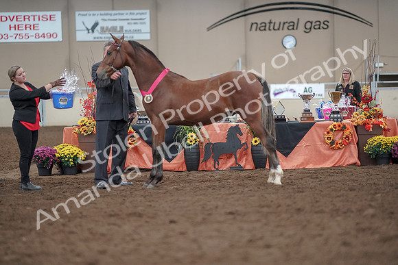 2019 Morgan Horse Show - Aug 31, 2019 - 00312