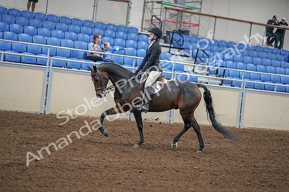 2020 - AB Morgan Horse - Fri, Sept 04 - 05839