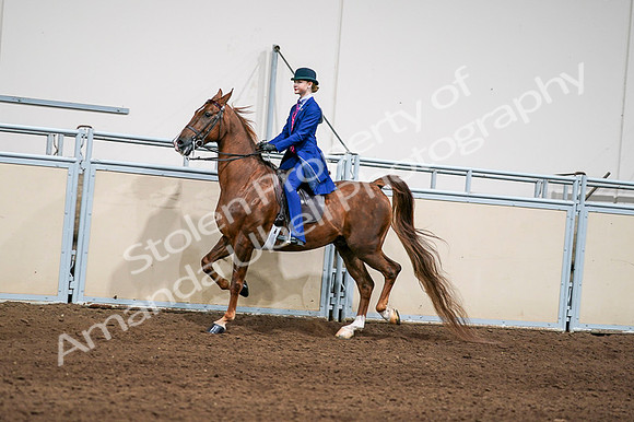 2020 - AB Morgan Horse - Fri, Sept 04 - 04972