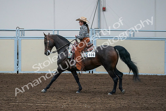 2020 - AB Morgan Horse - Fri, Sept 04 - 00408