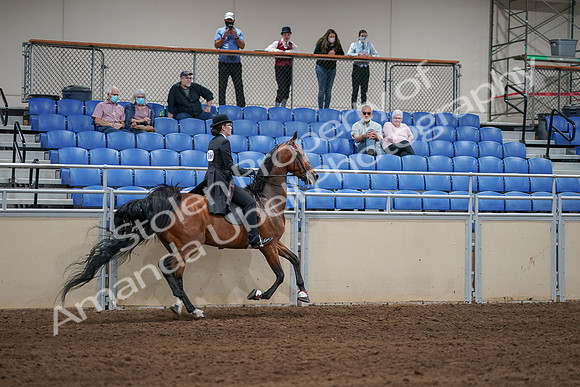 2020 - AB Morgan Horse - Sat, Sept 05 - 06828