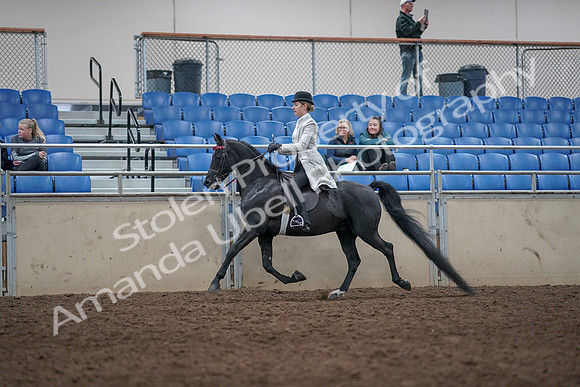 2019 Morgan Horse Show - Aug 31, 2019 - 09427