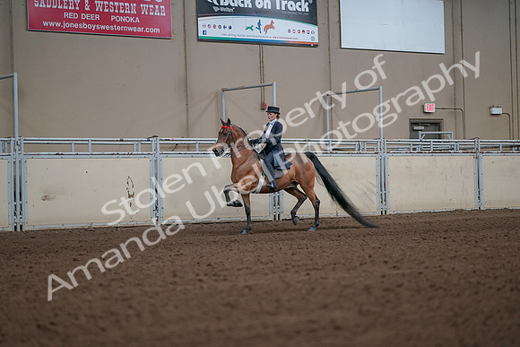 2019 Morgan Horse Show - Aug 31, 2019 - 19929